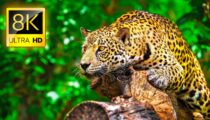 Ultimate Wild Animals Collection