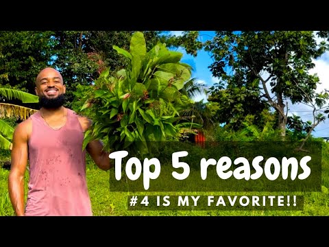 Why Every Woman Needs St. John’s Bush in Her Routine