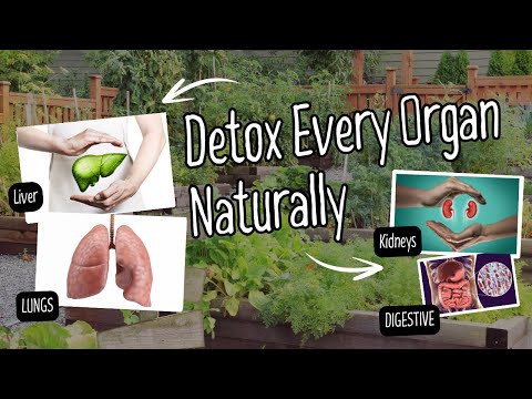 How to Detox Each Organ Naturally | Organ Detox with Food