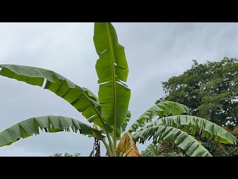 Early morning live stream in the Philippines 🇵🇭 ￼