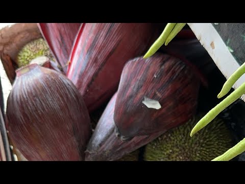 Live in Philippines 🇵🇭 This morning