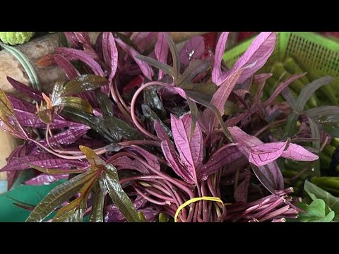 Sweet potato leaf for Cooking in the Philippine 🇵🇭