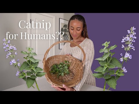 the truth about catnip | 10 minutes of herbalism