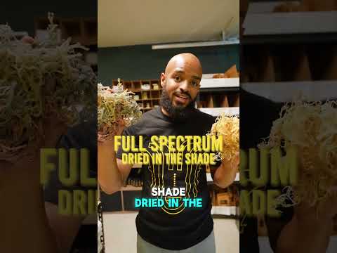 Golden vs Full Spectrum Seamoss | What’s the Difference?