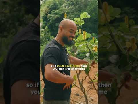 Cassia Alata Benefits | King of the Forest Herb for Skin & Liver Health