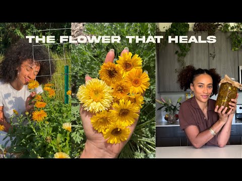 calendula benefits you didn’t know | 10 minutes of herbalism