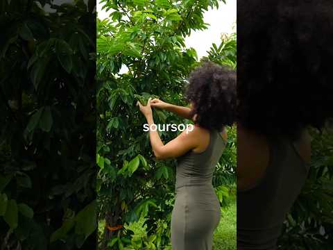 Soursop leaves are full of medicinal benefits! #herbalism #soursop #herbs #soursopleaf