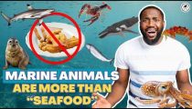The True Cost of Eating Marine Animals