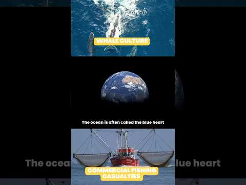 The Hidden Truth About Seafood: 20+ Facts You Need to Know