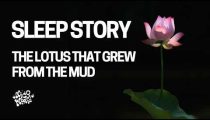 The Lotus That Grew From The Mud: Calming Sleep Story