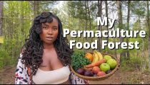 My 87 Acre Permaculture Food Forest..Design My Food Forest With Me!